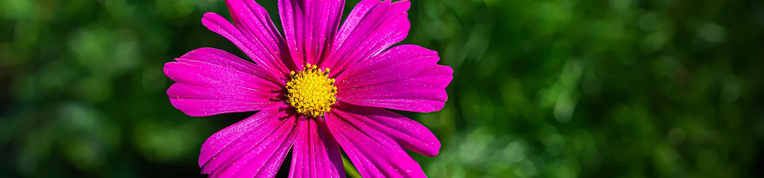 2026 Calendar Photo Contest NEB