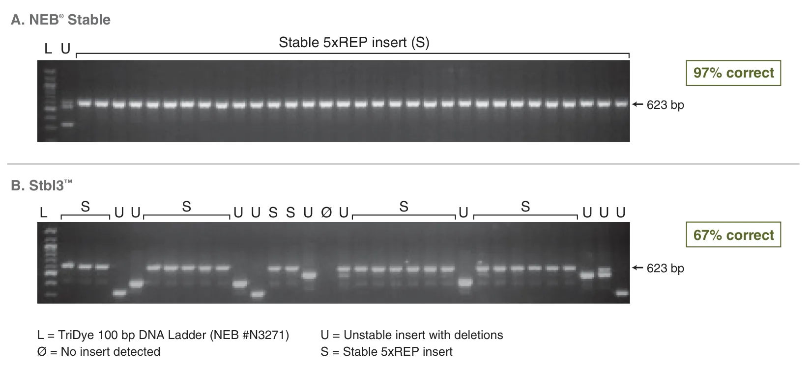 NEB Stable enables the isolation of plasmid clones containing repetitive DNA elements