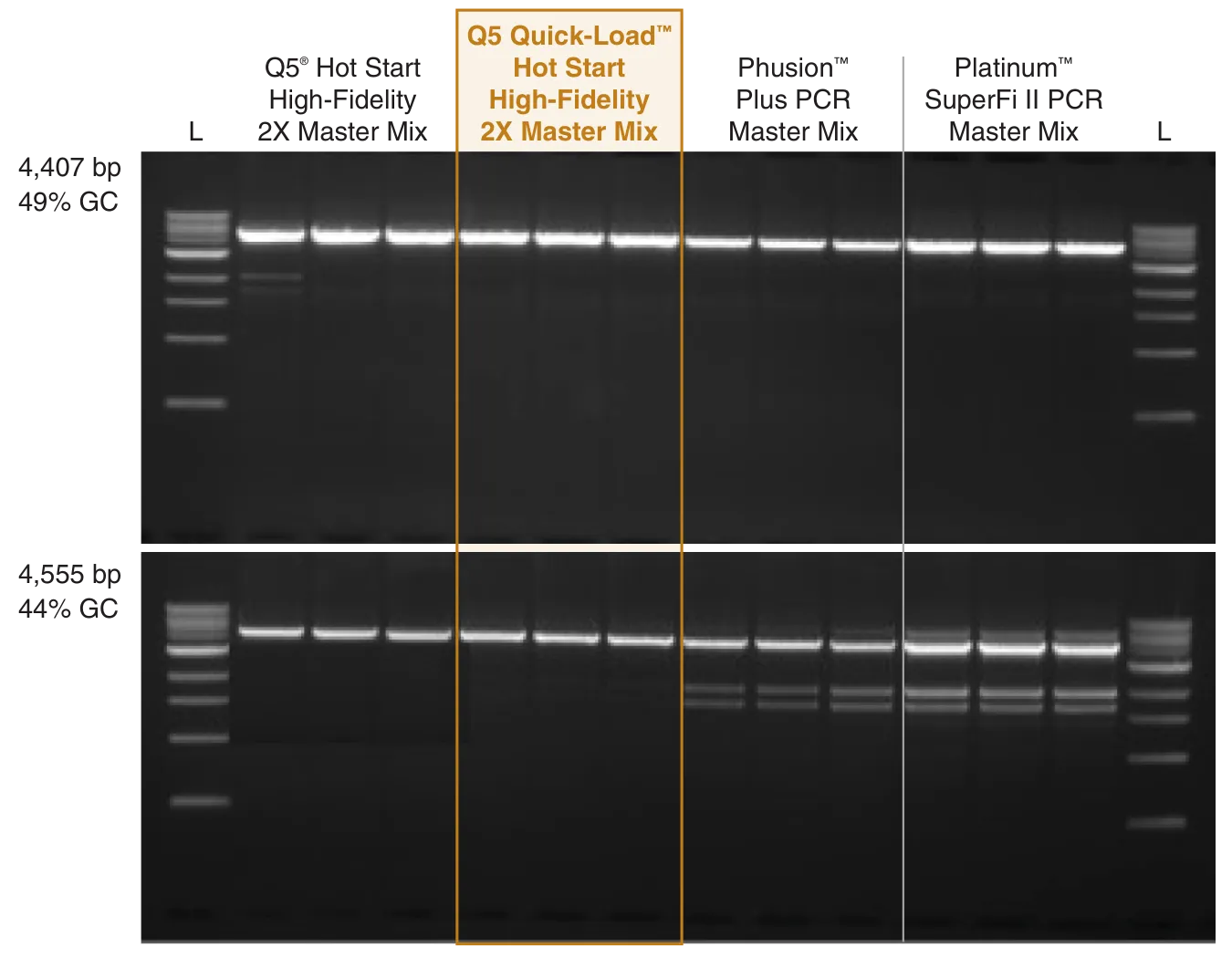 Gel depicting amplification of long amplicons with Q5 Quick-Load Hot Start High-Fidelity DNA Polymerase