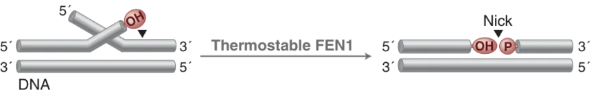DNA flap repair with Thermostable FEN1