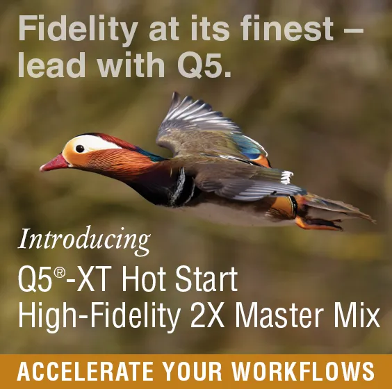 Mandarin duck flying with blurred background - Q5-XT contextual ad