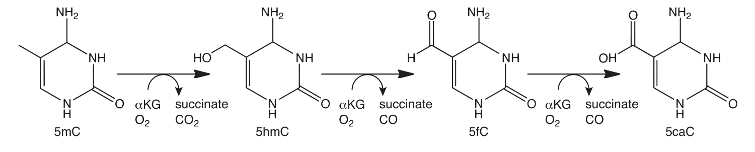 Diagram depicting enzymatic modification of cytosine