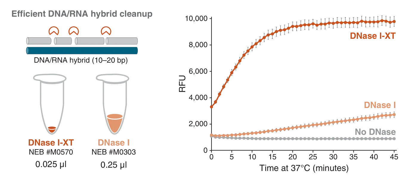 Diagram and graph depicting DNase I-XT capability of digesting DNA:RNA hybrids