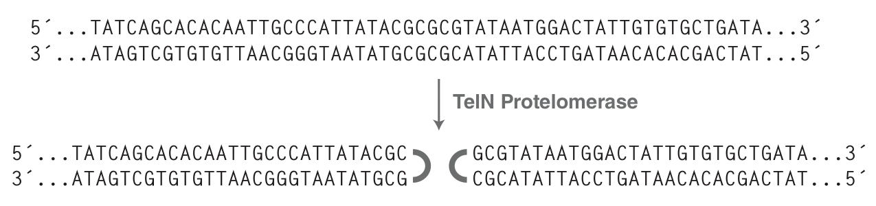 Mechanism of TelN Protelomerase, , which forms covalently closed ends