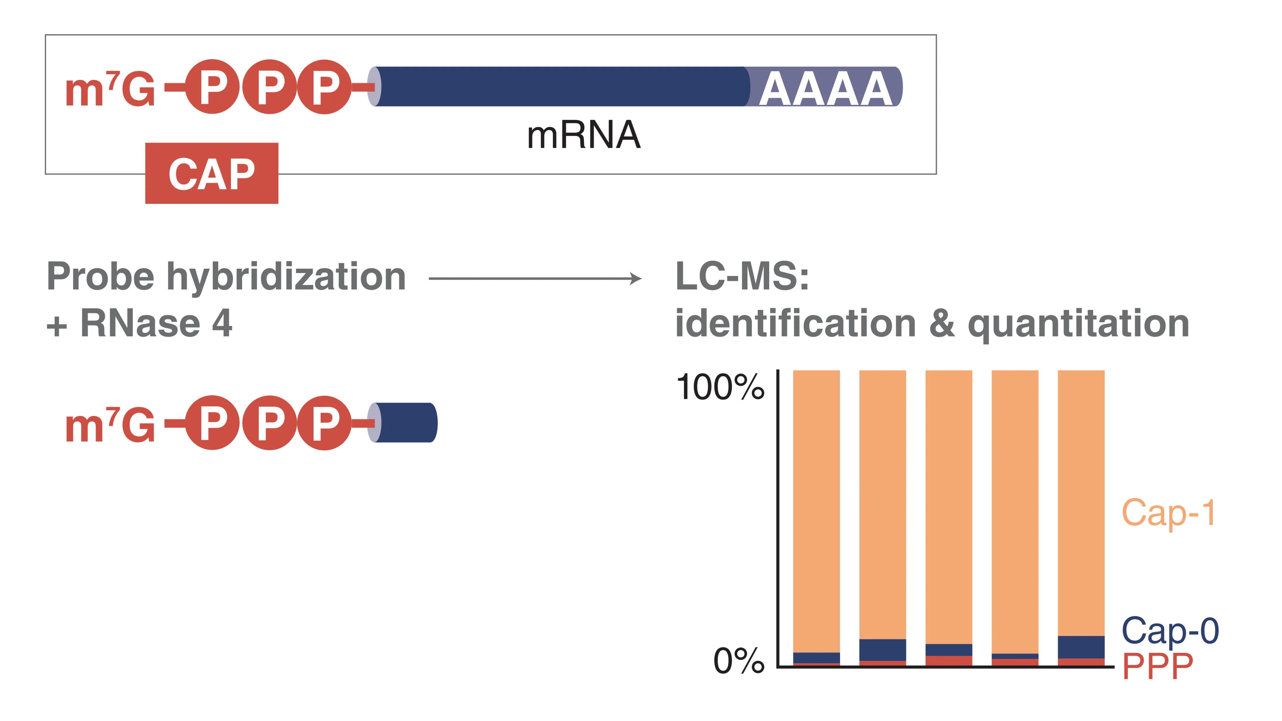 Infographic mRNA Capping Analysis