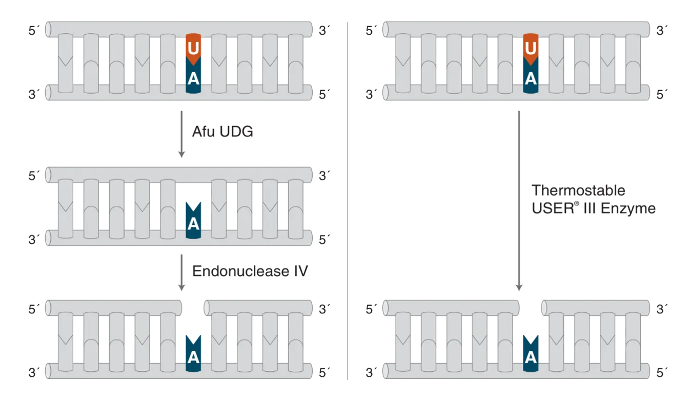 Workflow showing mechanism of Thermostable USER® III versus Afu UDG and Endonuclease IV