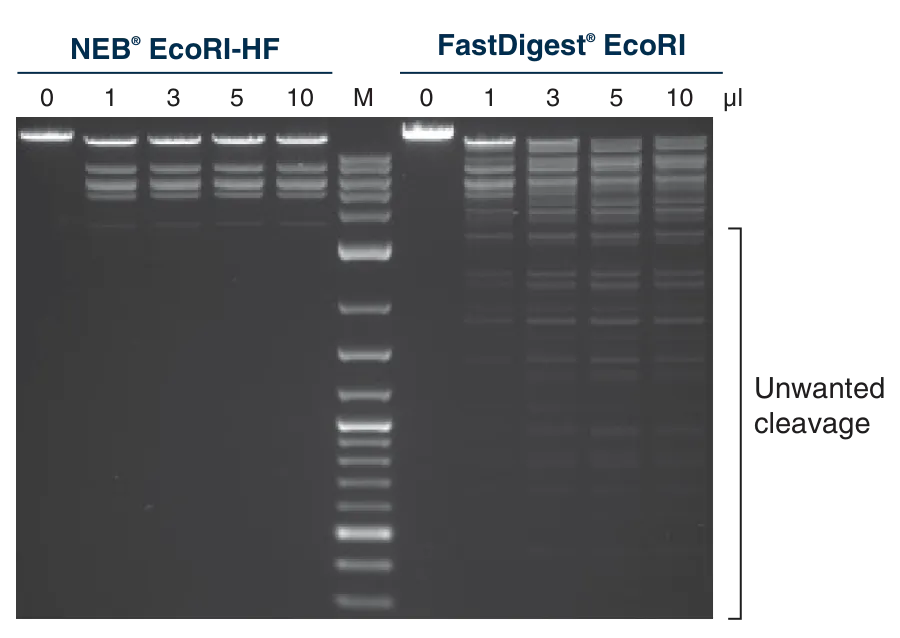 Gel comparing EcoRI-HF® to FastDigest® EcoRI, which shows unwanted cleavage