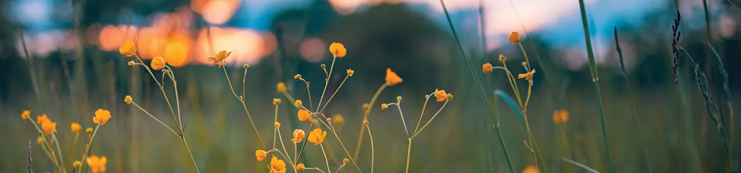 Corp_Social_Responsibility_Hero yellow flowers in field with sunset in the background for use on the corporate social responsibility and sustainability web page