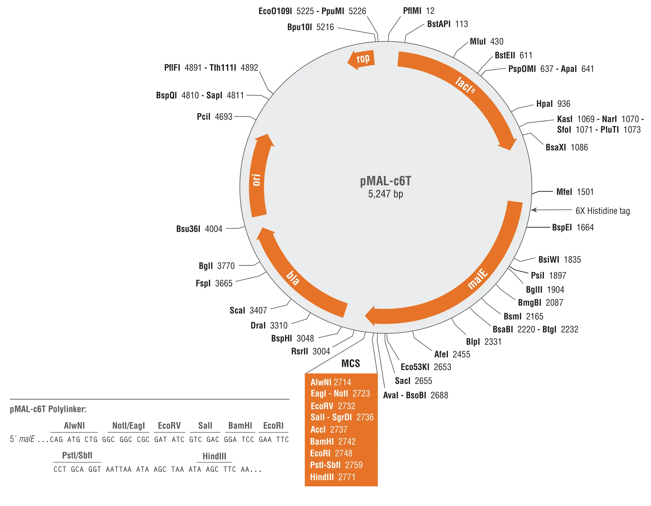 Plasmid map for pMAL-c6T