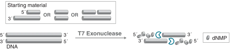 Diagram of mechanism