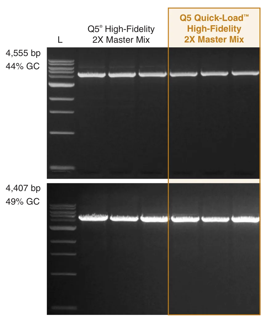 Gel depicting high performance amplification of long amplicons with Q5 Quick-Load High-Fidelity DNA Polymerase