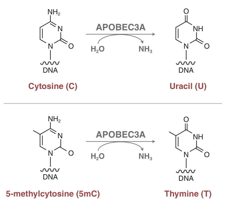 Conversion of cytosine to uracil and 5-methylcytosine to thymine by APOBEC3A