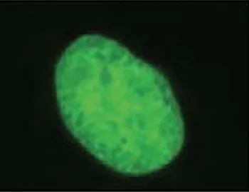 U-2 OS cells with pSNAPf-H2B