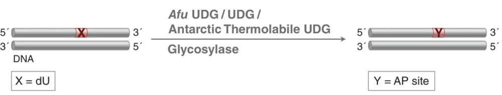 Diagram of mechanism