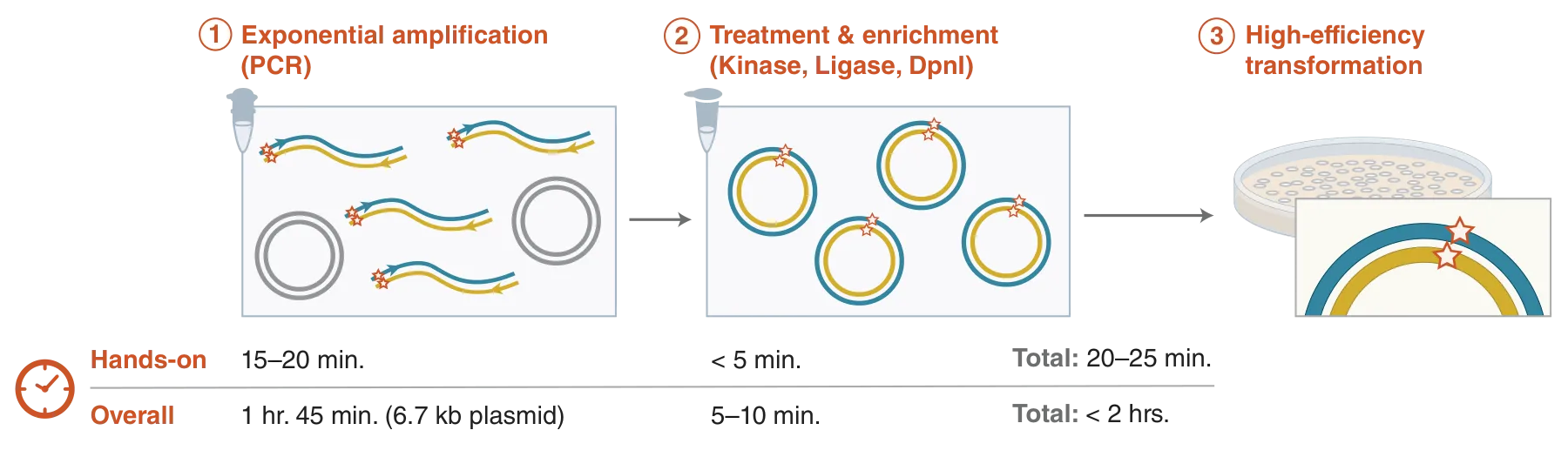 Workflow steps and times for the Q5® Site-directed Mutagenesis Kit