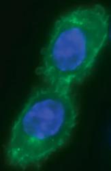 CHO-K1 cells with pCLIP-NK1R