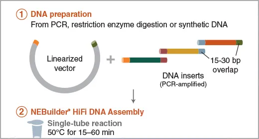 Images used for NEB.com's homepage  Review NEB's Latest Research section 0825.