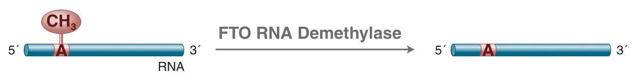 Mechanism of FTO RNA Demethylase