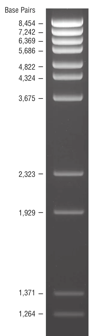 DNA Gel FII Base 確認用 DNA Gel FII Base 確認用 DNA Gel FII Base 確認用