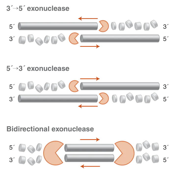 Diagram of various types of exonucleases