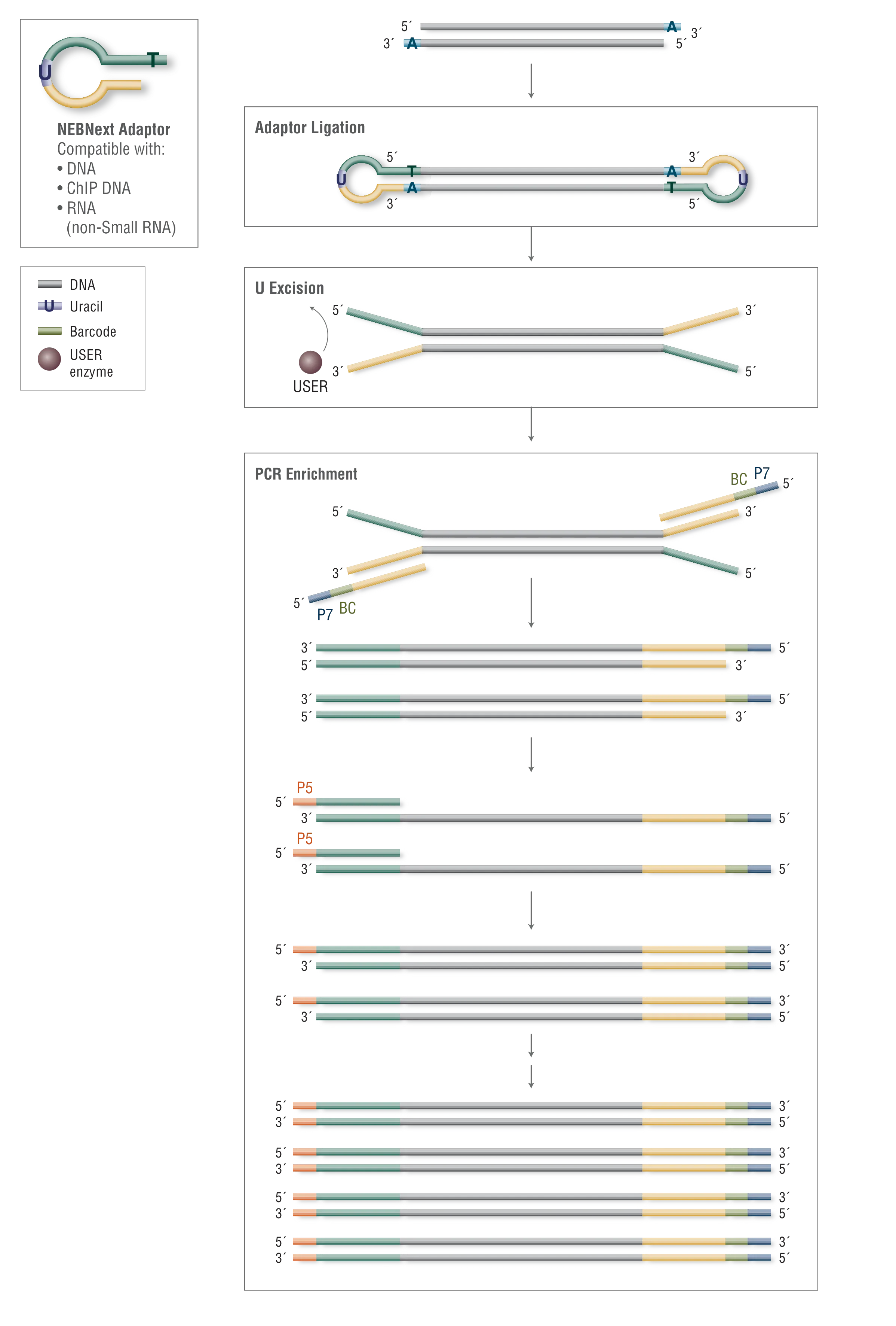 Overview of workflow using NEBNext® loop adaptor