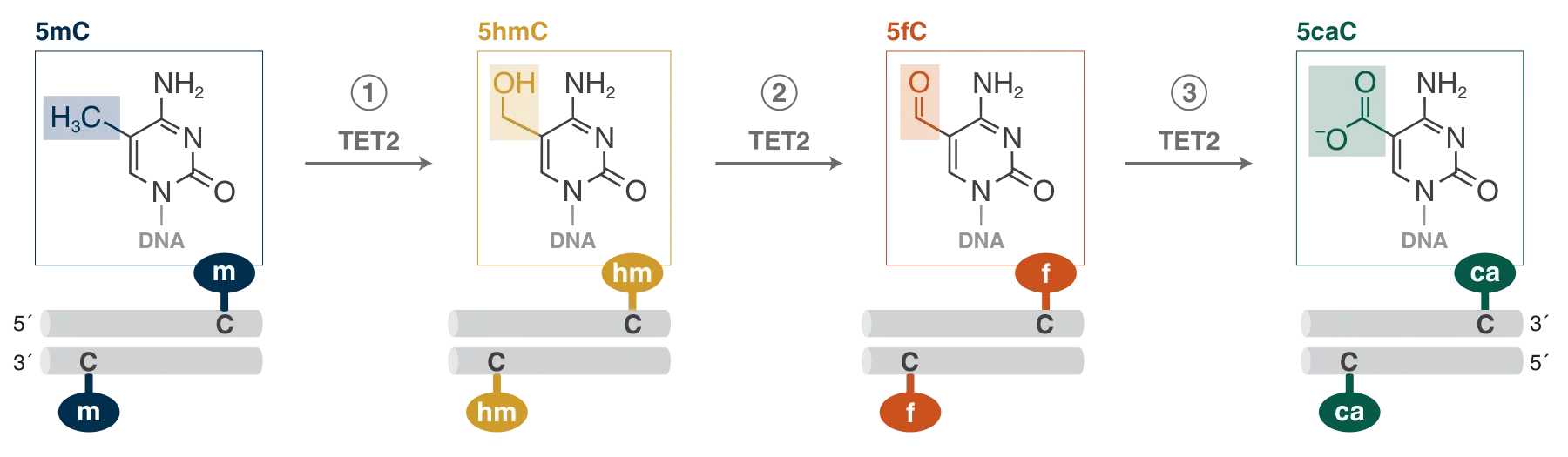 TET2 conversion of 5-methylcytosine (5mC) to 5-hydroxymethylcytosine (5hmC), then 5-formylcytosine (5fC) and finally 5-carboxycytosine (5caC)