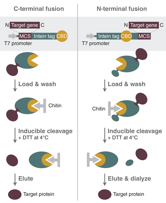 IMPACT System workflow