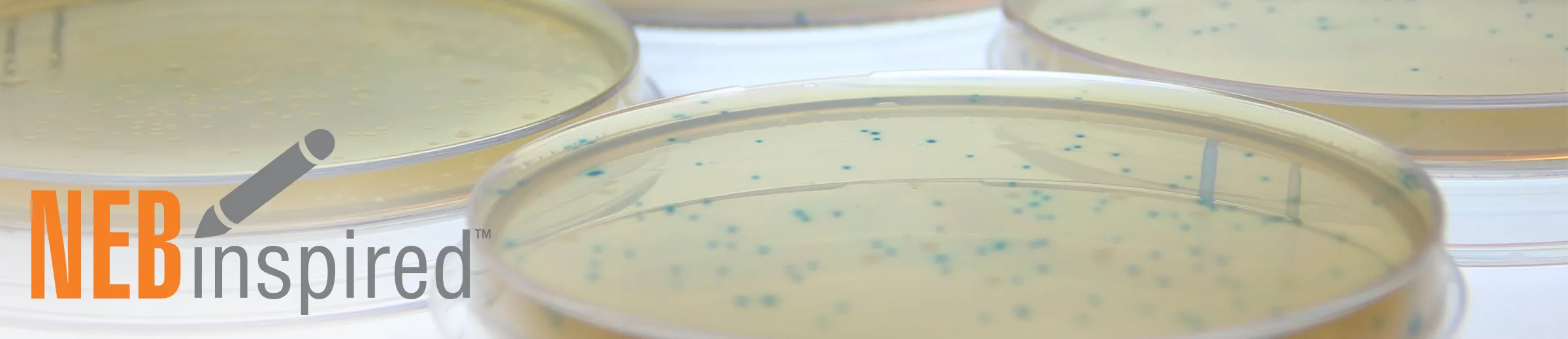 Photo of phage plates with NEBinspired logo