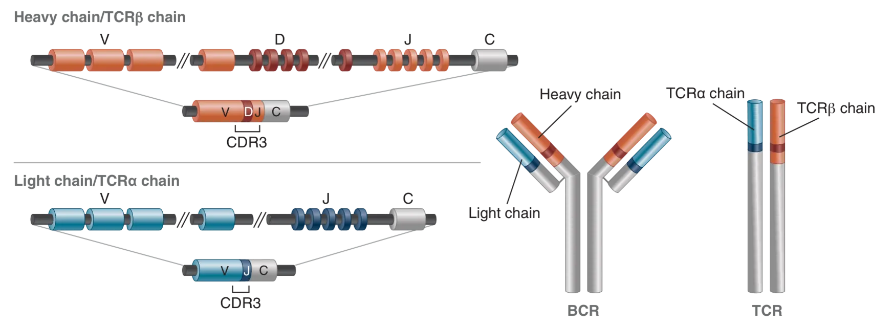 Diagram of the structure of an antibody and V(D)J recombination in mature lymphocytes