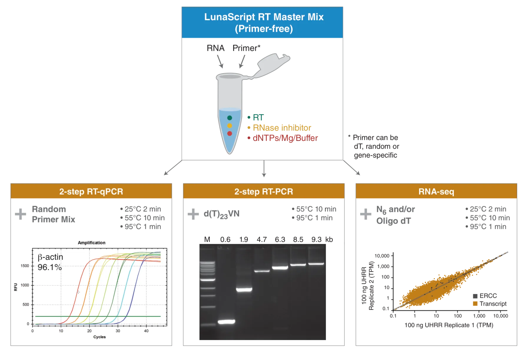 Diagram of applications for LunaScript RT Master Mix (Primer-free). including 2-step RT-qPCR, 2-step RT-PCR and RNA-seq