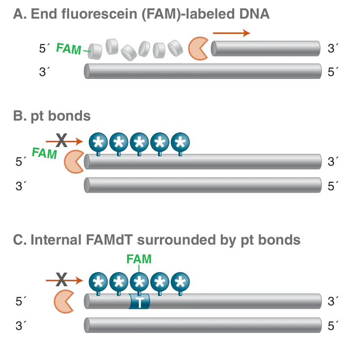 Diagram of various nuclease-resistant modifications