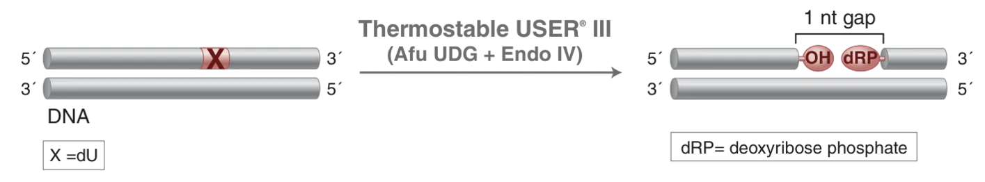 Mechanism of Thermostable USER® III
