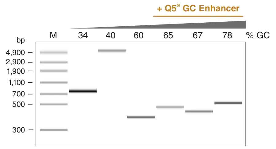 Gel depicting the performance of Q5 High-Fidelity DNA Polymerase Master Mix for human amplicons with increasing GC content