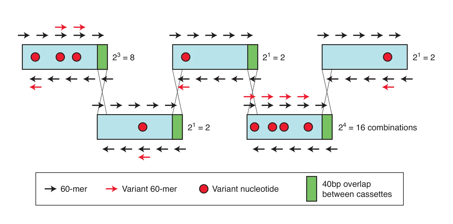 Diagram of combinatorial gene synthesis