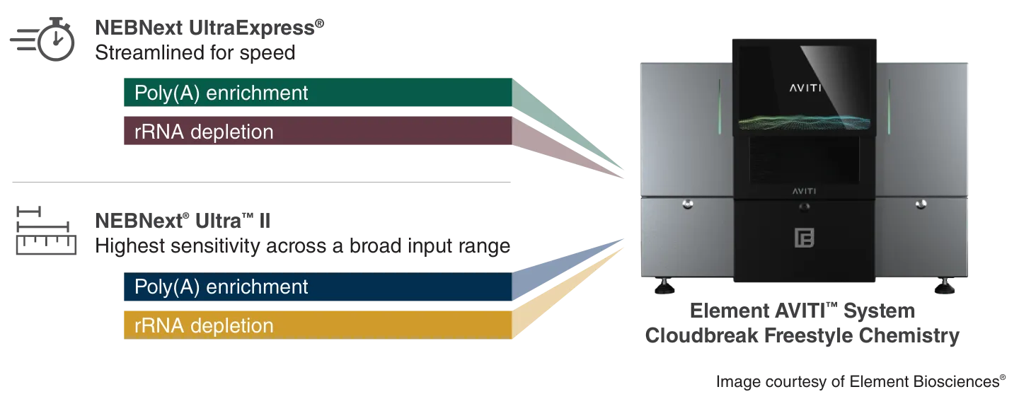 Overview of NEBNext offerings for RNA compatible with Element AVITI™ System Cloudbreak Freestyle Chemistry