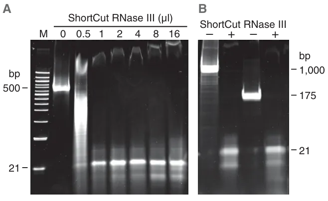 Gels depicting ShortCut RNase III digestion of dsRNA at various amounts