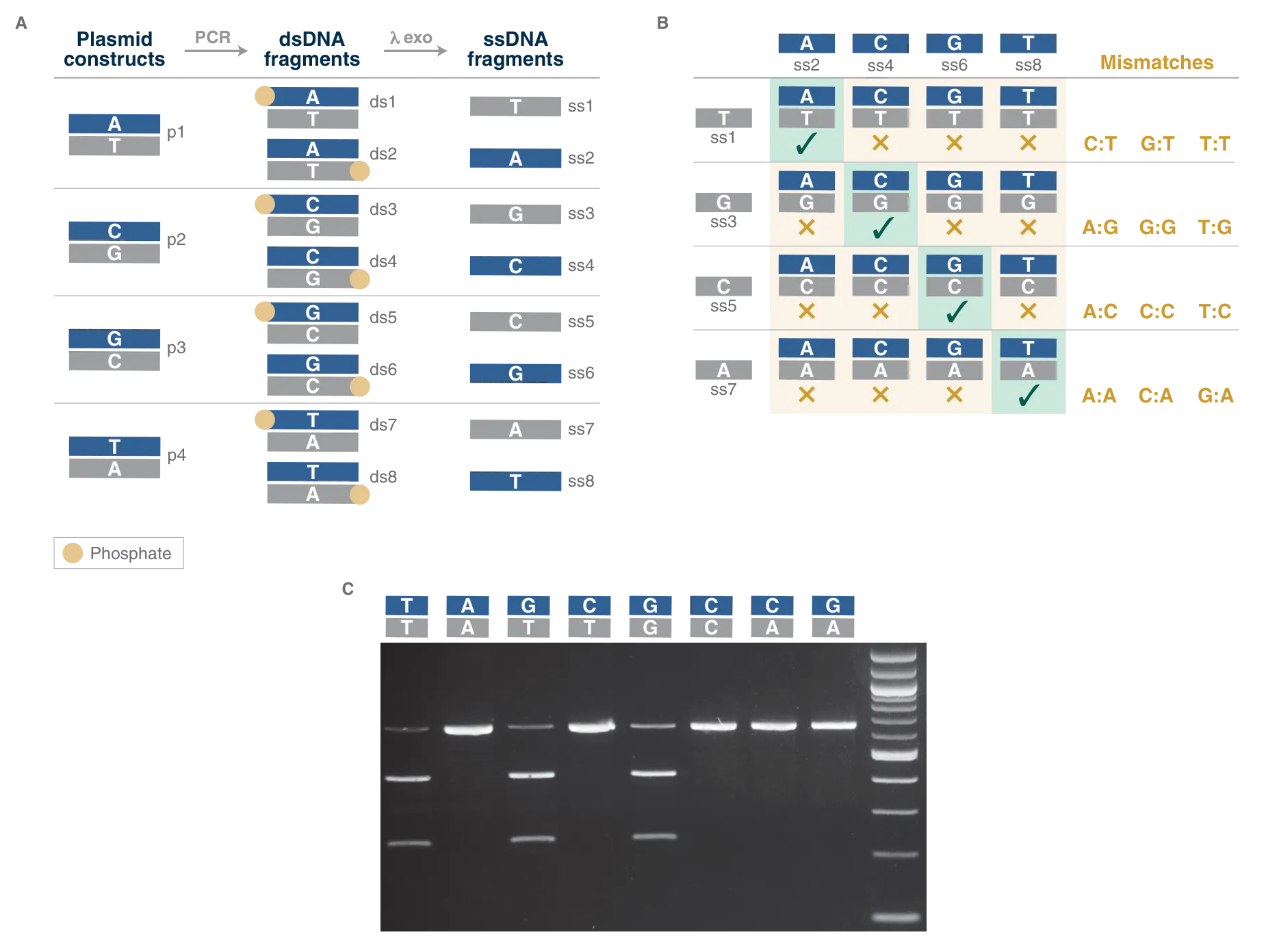 Diagram and gel showing mismatch cleavage ability
