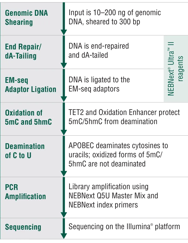 Infographic showing the NEBNext Enzymatic Methyl-seq (EM-seq) workflow