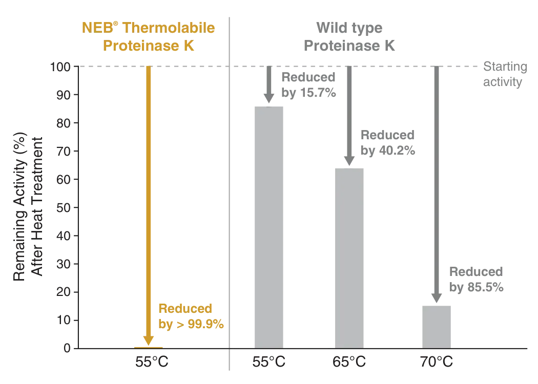 Bar graph of NEB® Thermolabile Proteinase K reducing activity by 99.9%, as compared to Wild Type Proteinase K