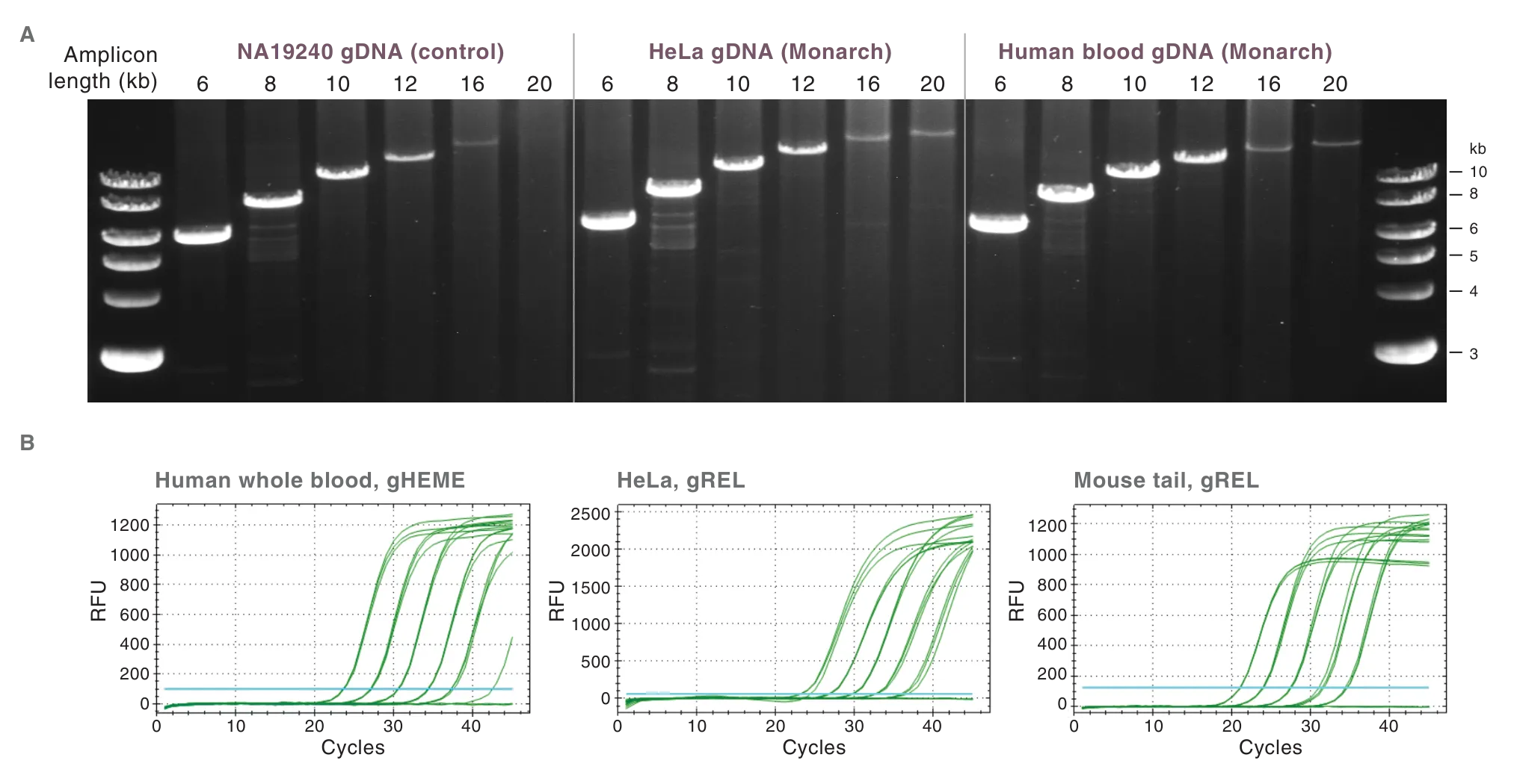 Gel and qPCR tracings showing suitability of the Gel showing purification of genomic DNA from a variety of sample types using the Monarch® Spin gDNA Extraction Kit for sensitive applications