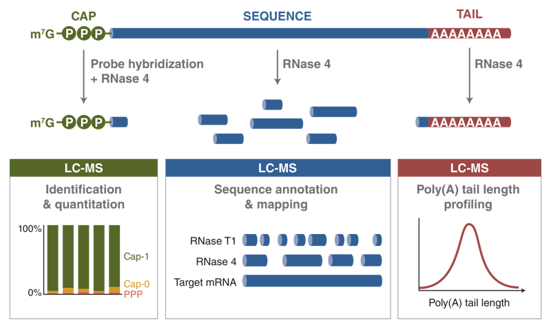 Overview of RNase 4 role in analysis via LC-MS for mRNA cap, sequence and poly(A) tail