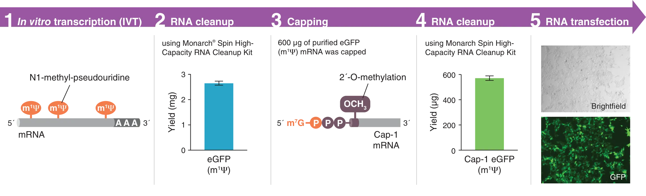 In vitro transcription (IVT) workflow steps for Monarch Spin High-Capacity RNA Cleanup Kit (3 mg)