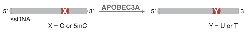 Mechanism of APOBEC3A, a cytidine deaminase