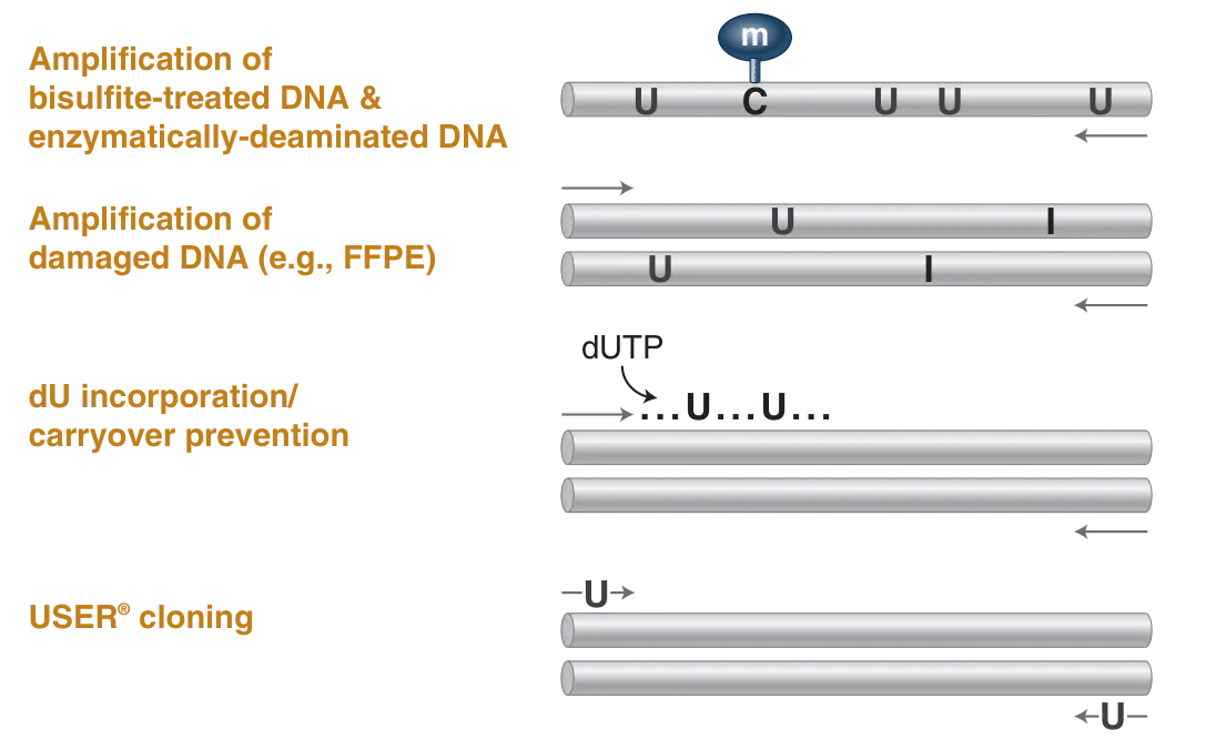 Applications enabled by Q5U Hot Start High-Fidelity DNA Polymerase, with mechanism diagrams
