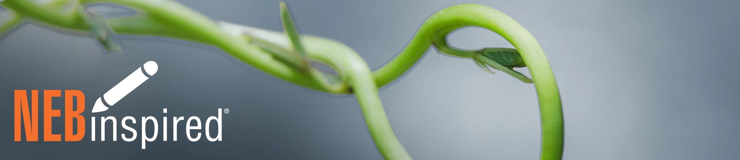 Closeup of twisted vine with loop, with NEBinspired logo