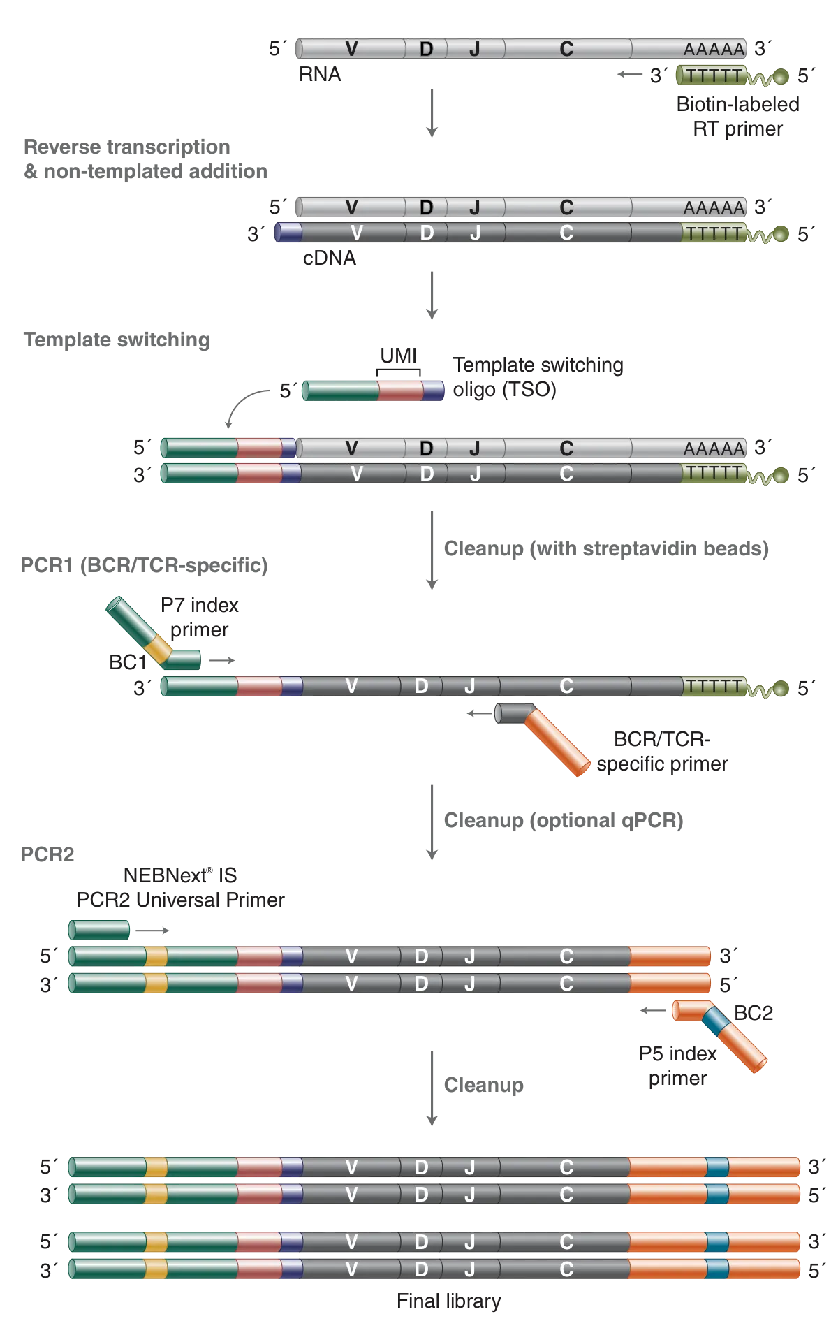 Workflow for the NEBNext® Immune Sequencing Kits (Human or Mouse)