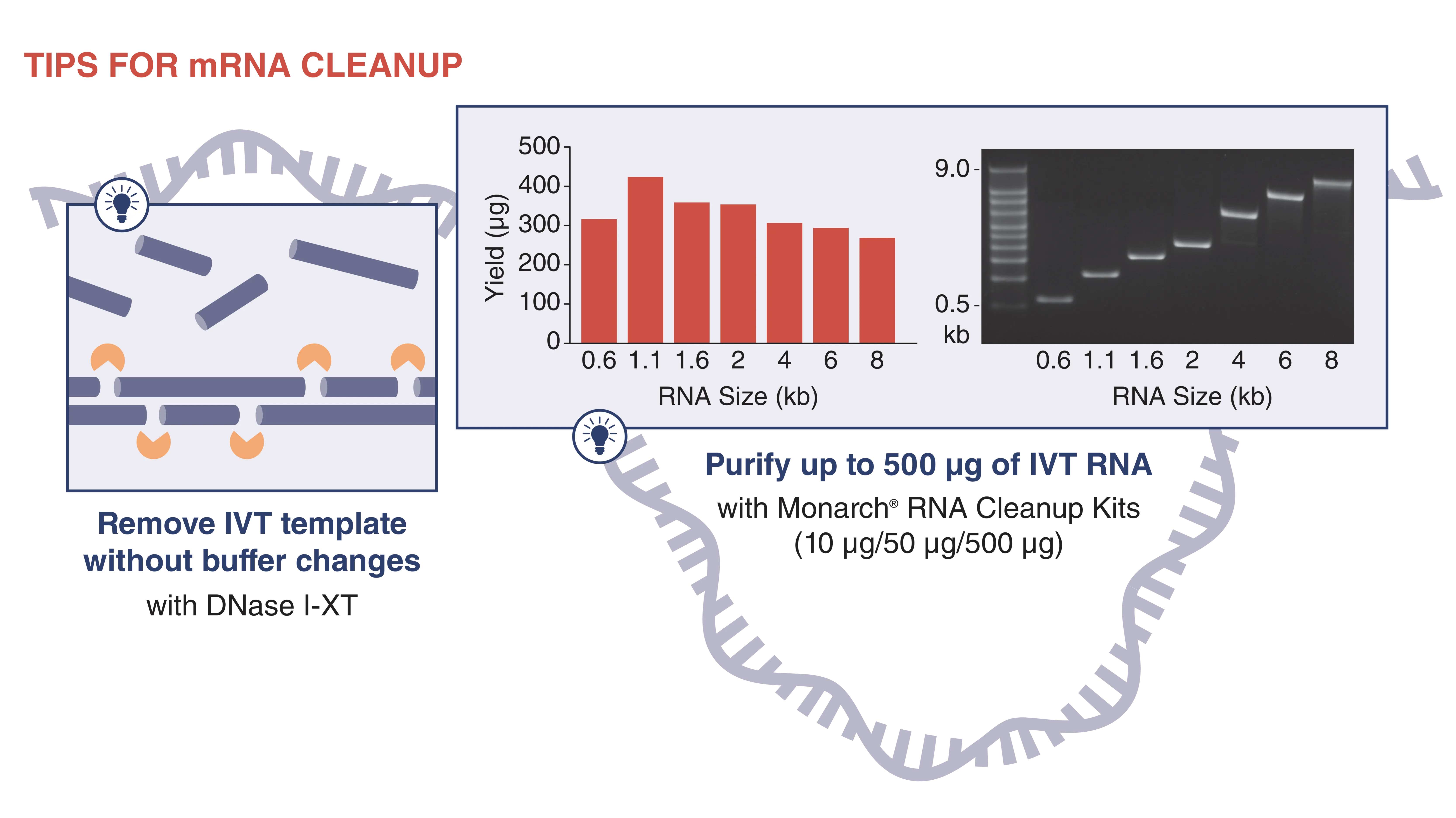 Infographic of tips for RNA cleanup