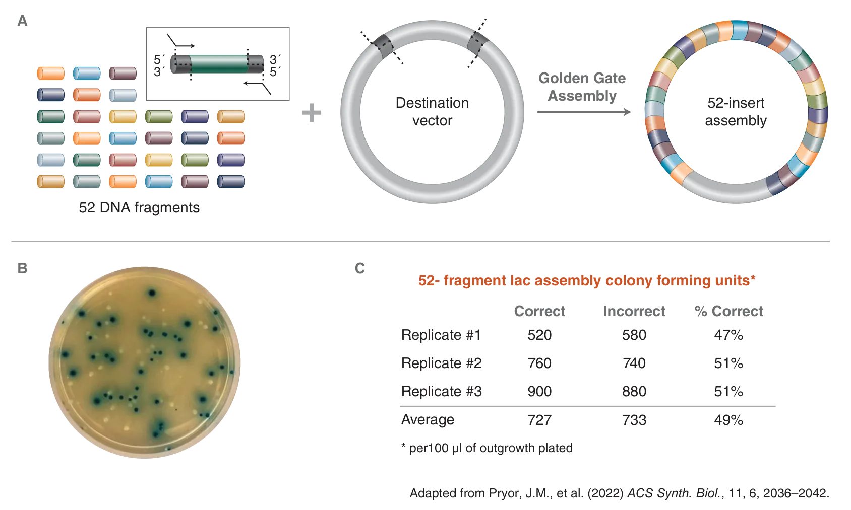 Diagram of 52-fragment Golden Gate Assembly and analysis of correct colonies