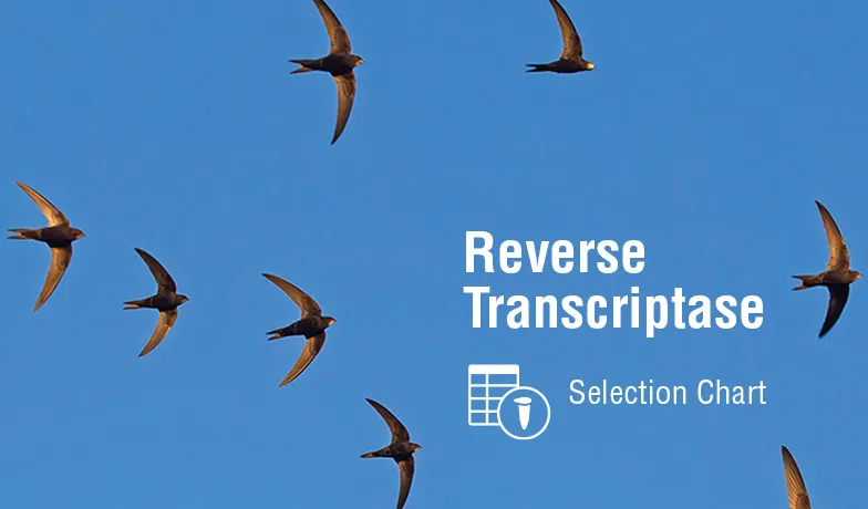 Google Ad for Reverse Transcriptase