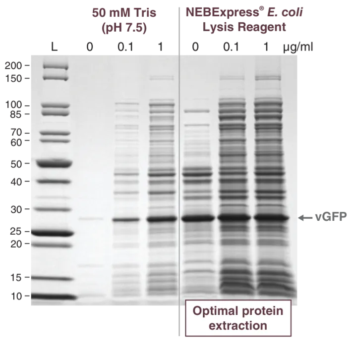 Gel of NEBExpress T4 Lysozyme in presence of NEBExpress E.coli Lysis Reagent